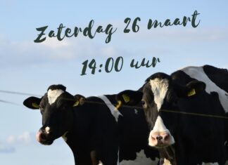 Kom zaterdag 26 maart naar boerderij Zevenbergen want de koeien gaan naar buiten!