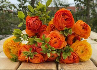 Koningsdag pluk bij Plukhoek Mookhoek