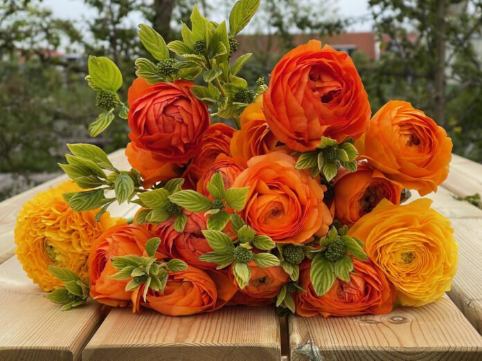 oranje ranonkels groot