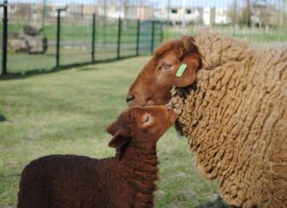 Schaapscheerdersfeest op Kinderboerderij de Boezemvriend
