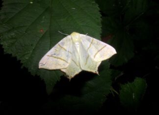 Donderdagavond 30 juni NBC Klein Profijt Nationale nachtvlindernacht