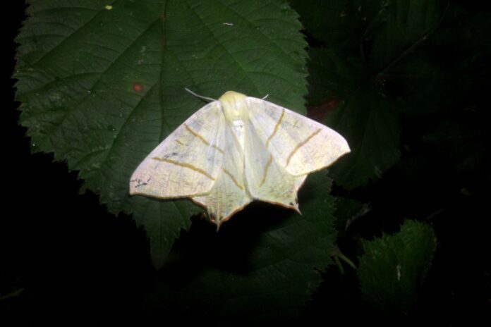 Vliervlinder-1351ec0e