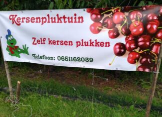De Kersenpluktuin van Boerderij de Kikkershoek opent dit weekend deuren tijdens De Fruitigste Dagen