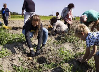 3 september Nationale Aardappelrooidag bij Novifarm in Numansdorp