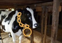 Kindermiddag Koeien en Burgemeesterskettingen in het Museum Hoeksche Waard