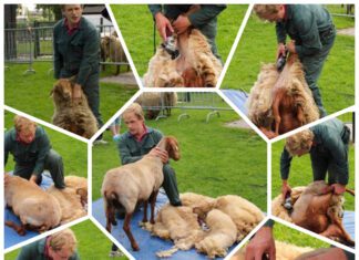 Zaterdag 13 mei: Schaapscheerdersfeest op Kinderboerderij de Boezemvriend in Oud-Beijerland