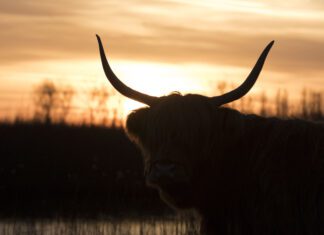 Ervaar Midzomernacht op Tiengemeten!