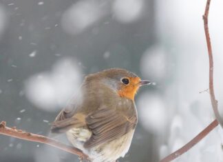 OERRR Vette Vogel Dag Tiengemeten. Help jij de vogels de winter door?