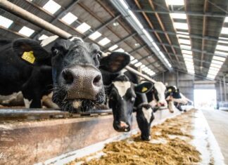 Tweede Paasdag: “Lente bij de Boer” in Strijen